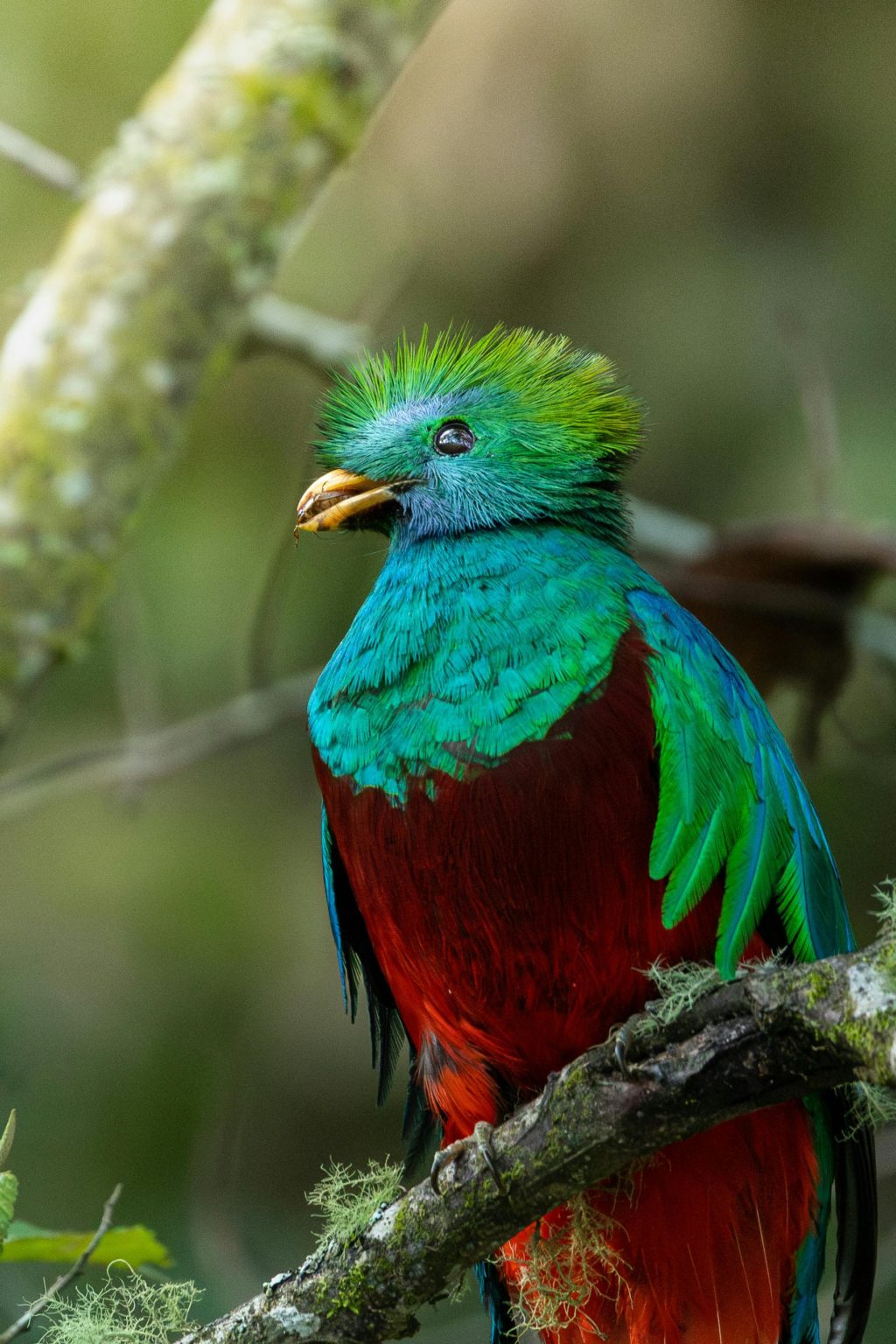 Biotopo Del Quetzal Hotel Verapaz